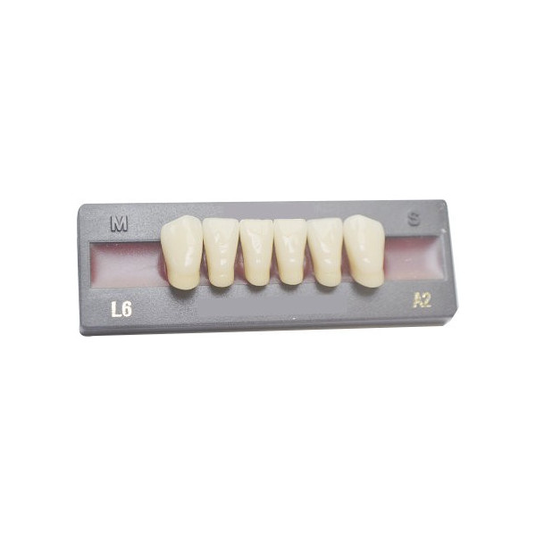 Dents artificielles pour dentier et appareil amovible