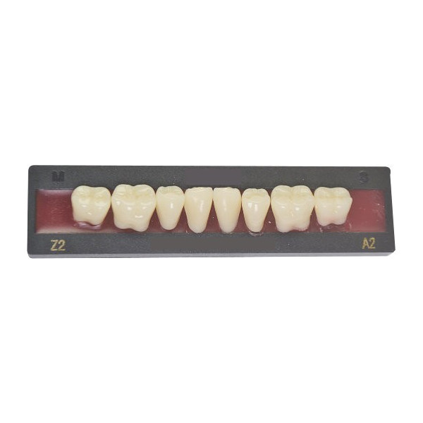 Dents artificielles pour dentier et appareil amovible