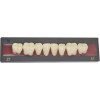 Dents artificielles pour dentier et appareil amovible