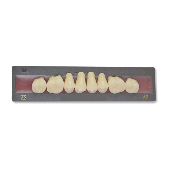 Dents artificielles pour dentier et appareil amovible